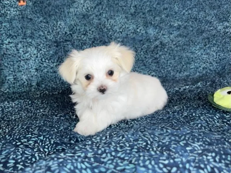 Cozy  Maltese Puppies