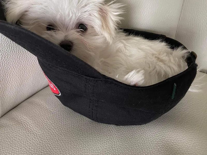 Cozy Maltese