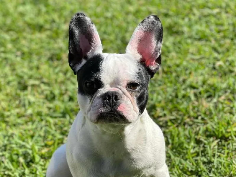 Cozzyfrenchie photo 1