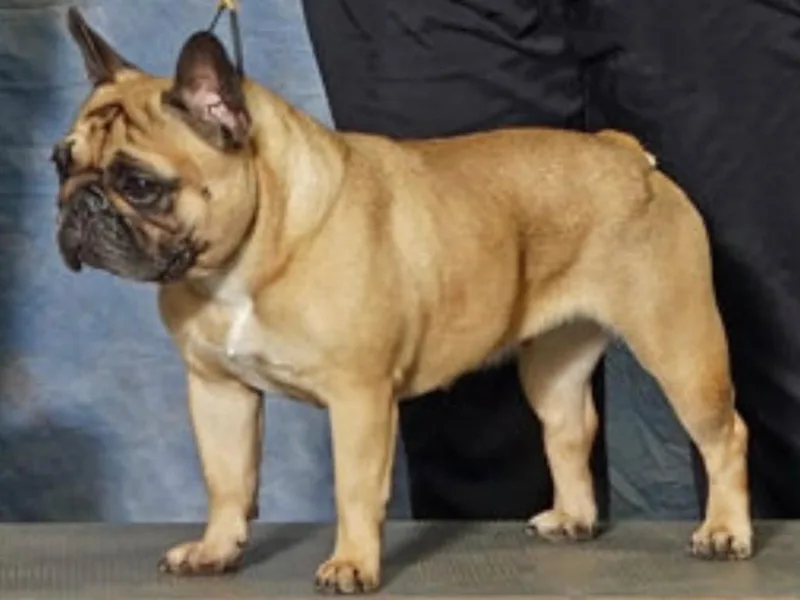 Crème brûlée kennel