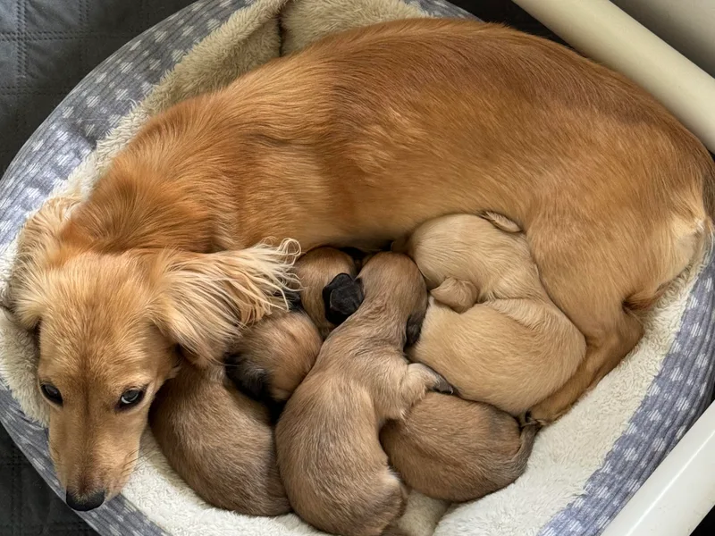 Crème of the Crop Dachshunds