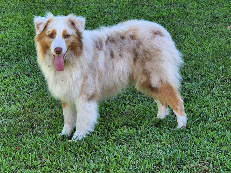 Crab Point Australian Shepherds
