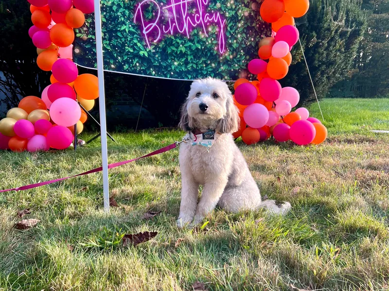 Crabtree Farm Doodles