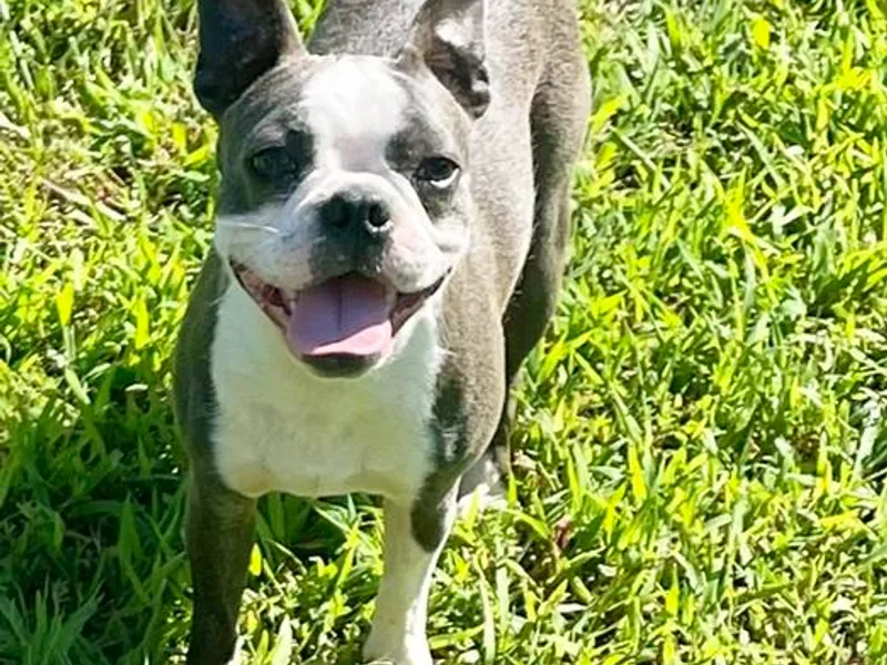 Crabtree’s Boston Terrier’s