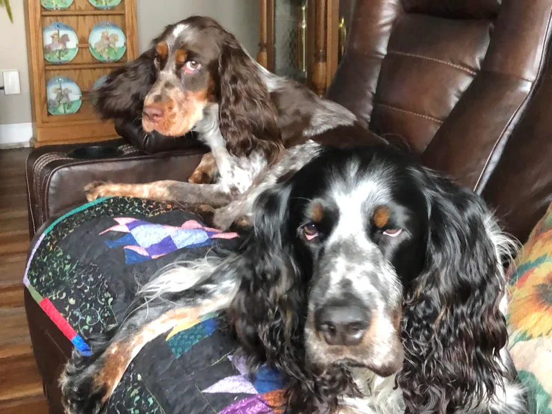 Crafts Springer Love