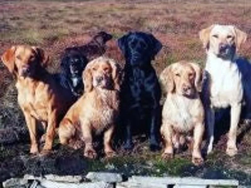 Cragtop Gundogs photo 1