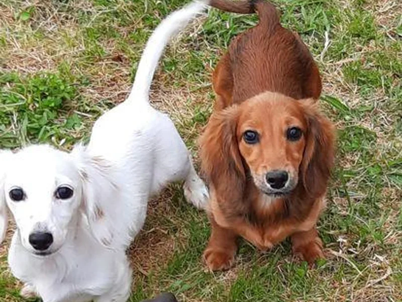 Cranberry Dachshunds