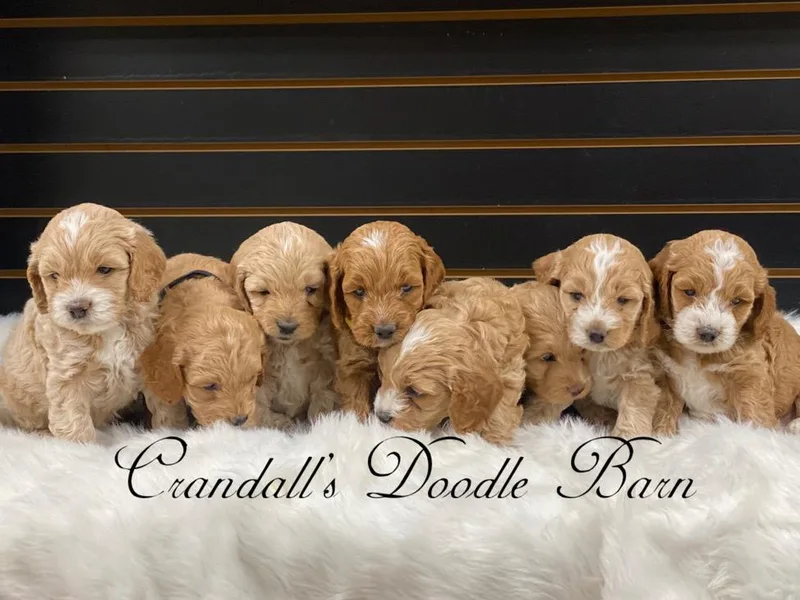 Crandall’s Doodle Barn