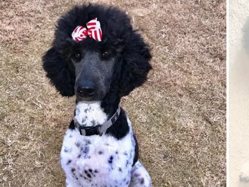 Crane Train Poodles &amp; Doodles