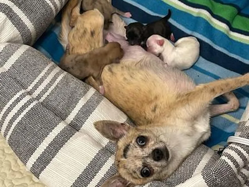 Crate Escape Kennels