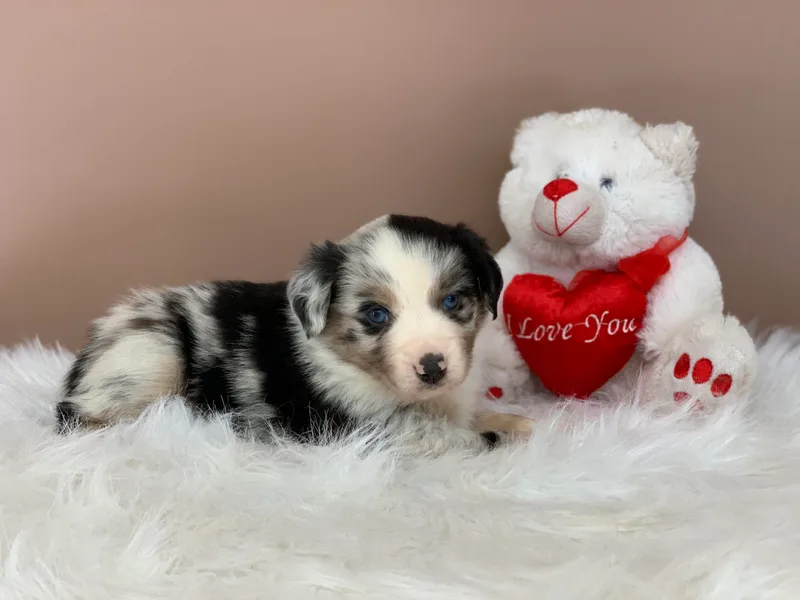 Craven’s Creakin’ Cedars Company