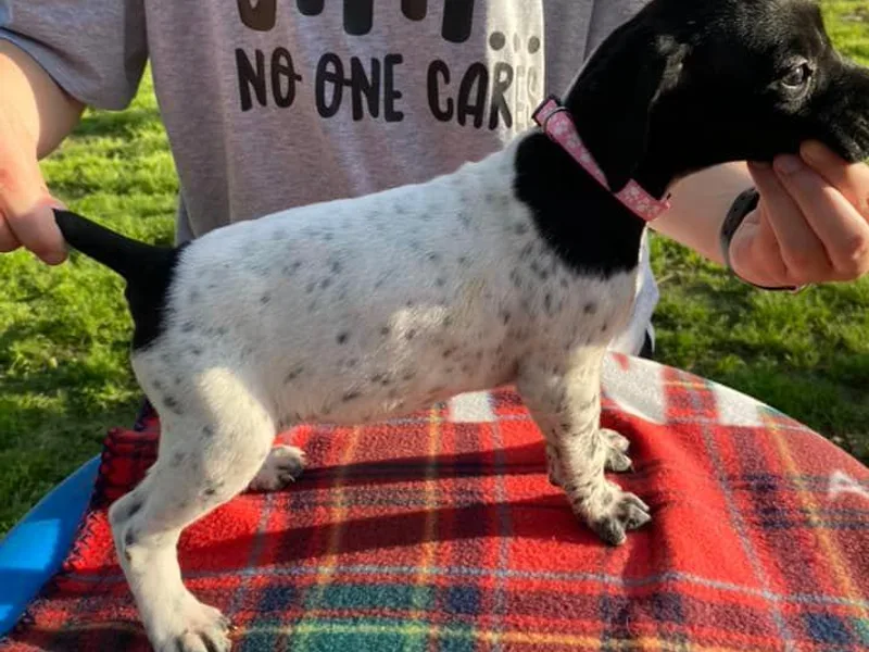 Crawfish Creeks GSPs