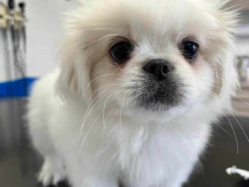 Crawford Ranch Canines