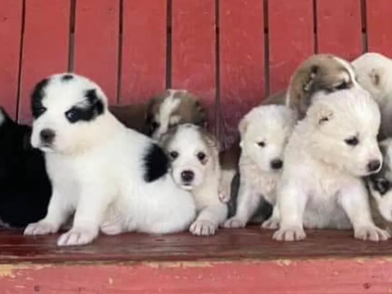 Crazy 8 Corgis photo 1