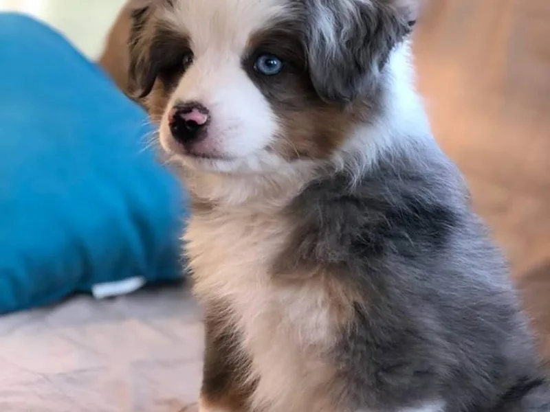 Crazy 8 Toy/ Mini Aussies &amp; Doodles