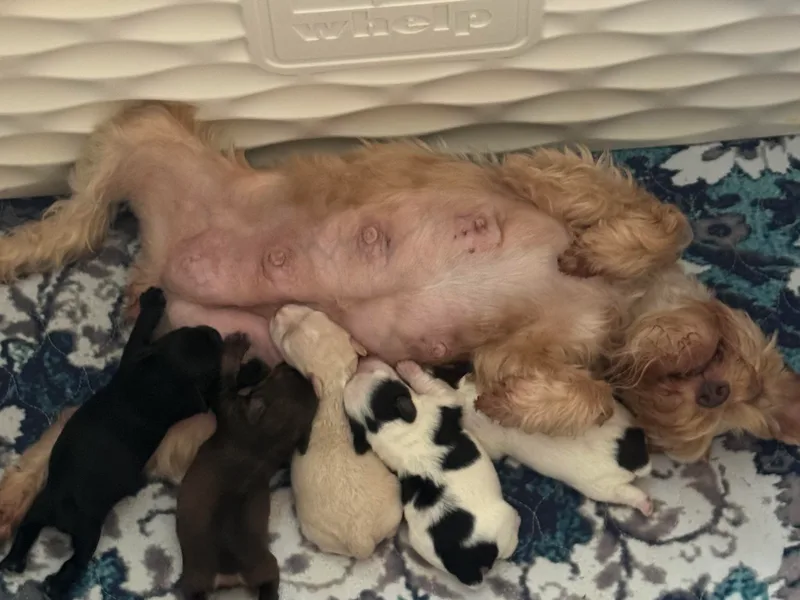 Crazy 'Bout Schnauzers