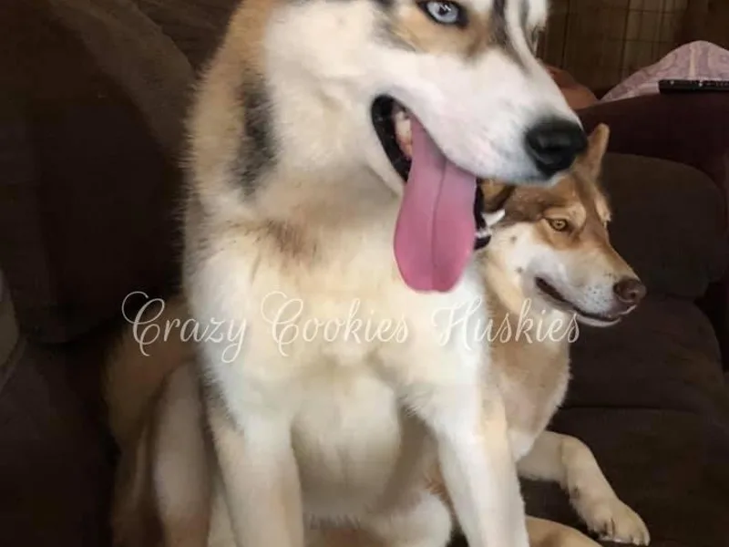 Crazy Cookies Huskies