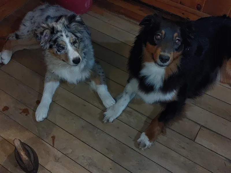 Crazy Critters Aussies