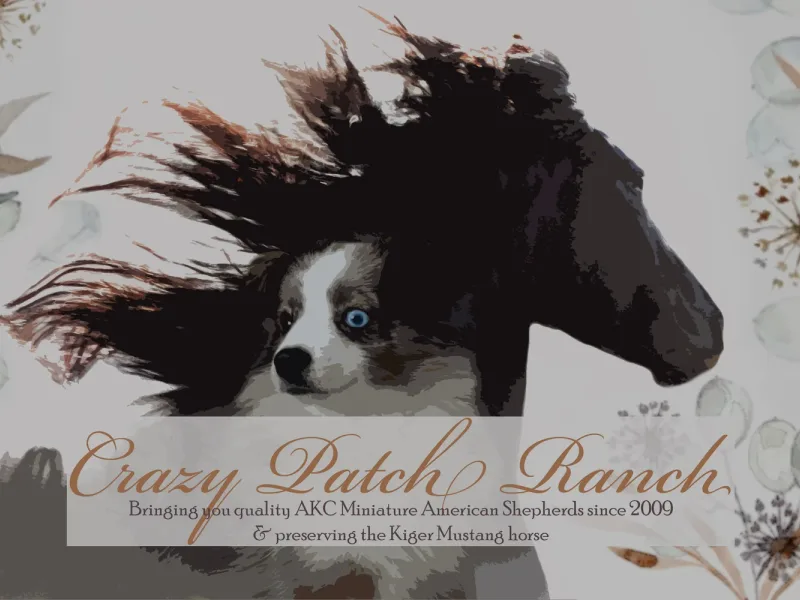 Crazy Patch Ranch