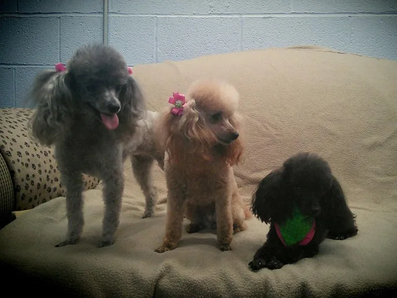 Crazy Poodle Palace photo 1