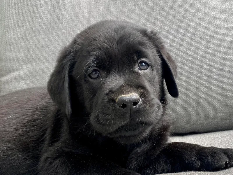 Crazy Tail Labradors