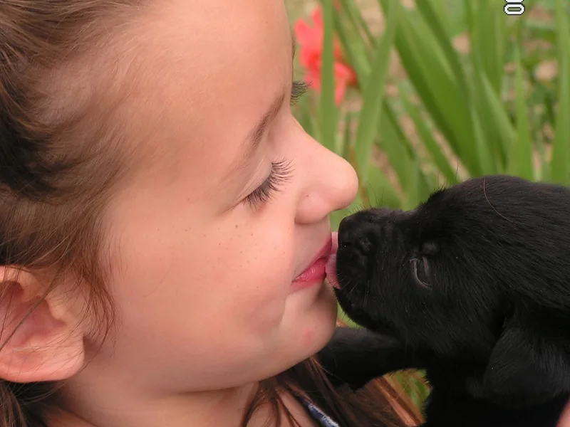 CrazyHorseFarm Labradors