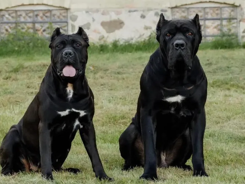 Cream City Cane Corso
