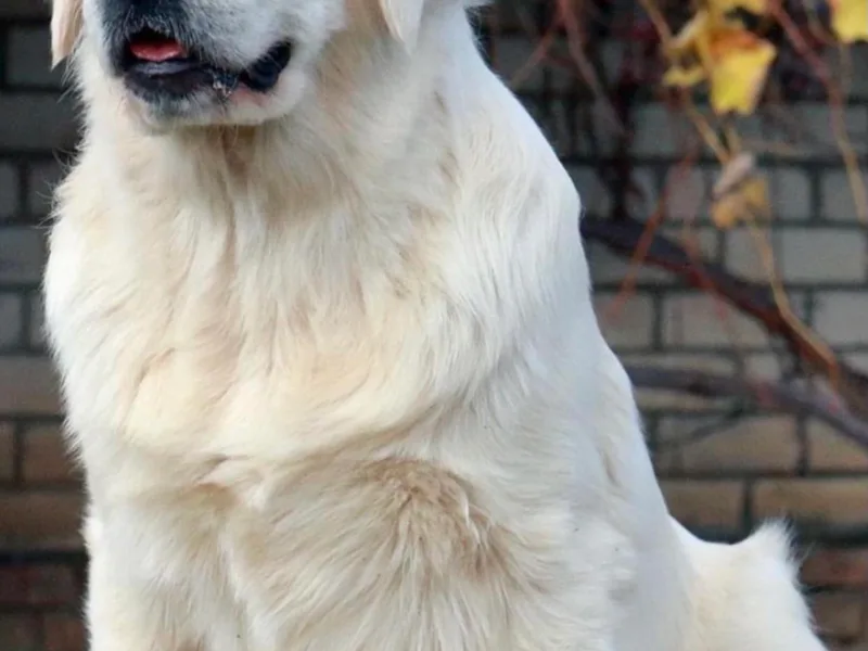 Cream De La Cream Goldens