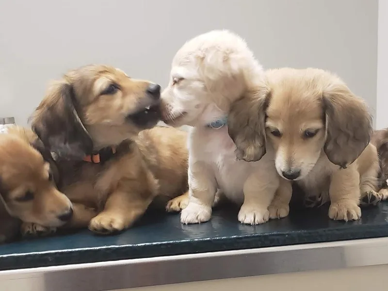 Cream Doxie Luv
