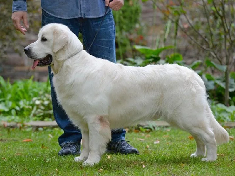 Cream of the Crop Goldens Michigan