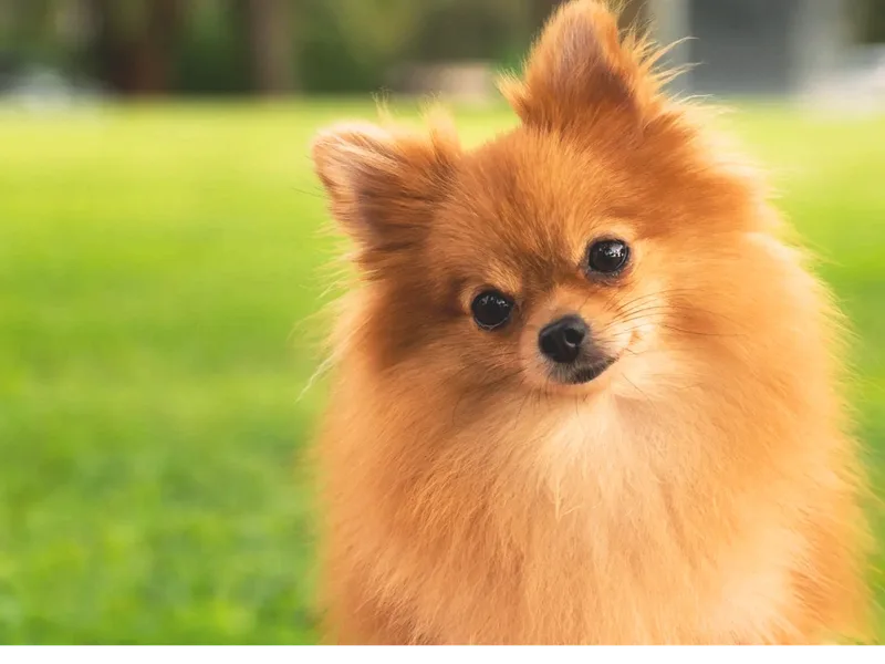 Cream Puffs Pomeranians