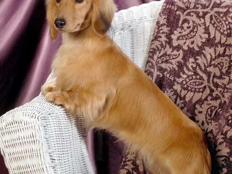 Creamridge Dachshunds