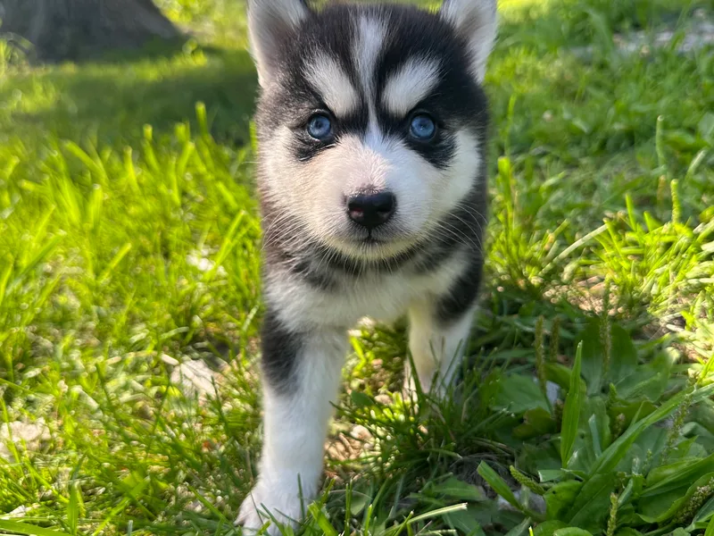 Creeden Prairie Pomsky’s