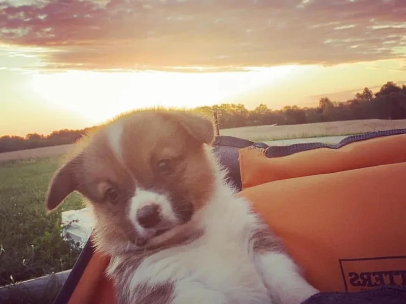 Creek Farm Corgis