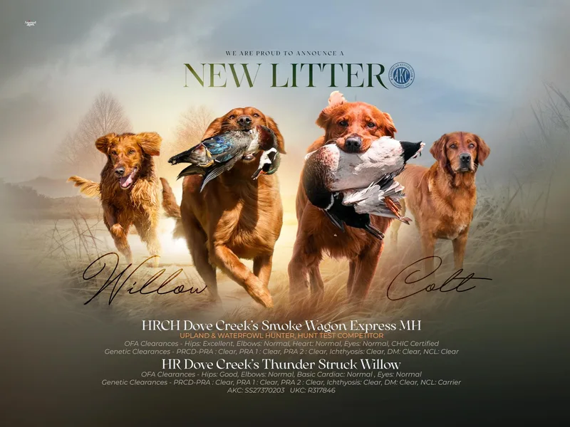 Creek Flats Retrievers