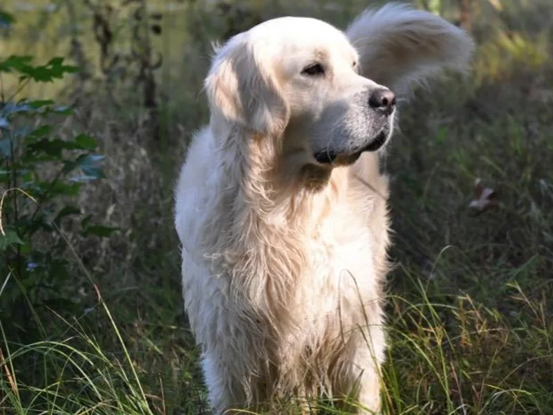 Creek's Edge Goldens