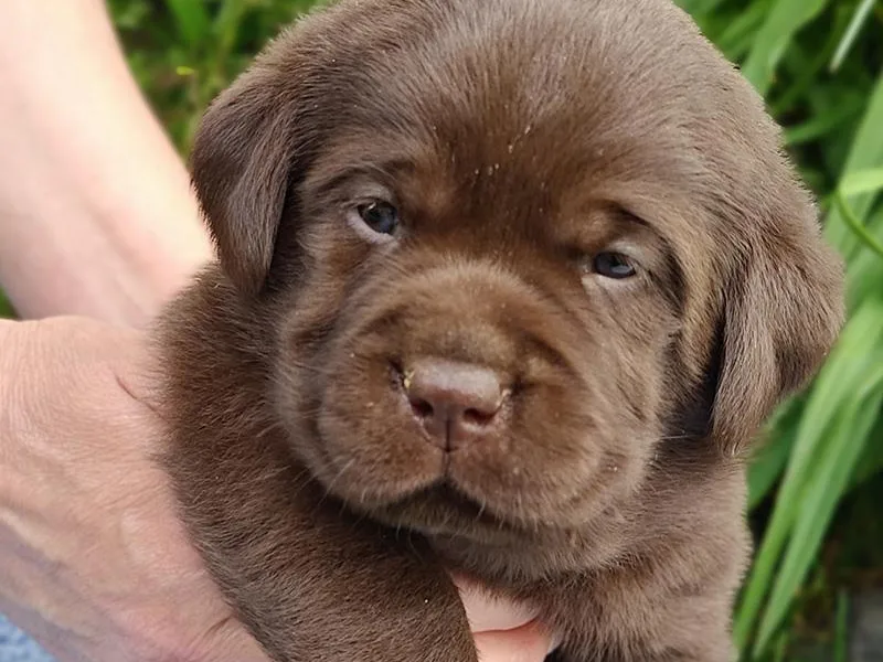 Creek's Edge Labradors