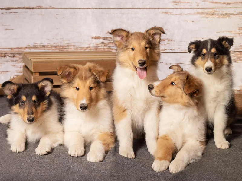 Creek Side Collie’s/Lady Loves Biewer’s