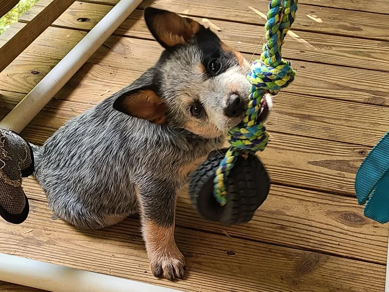 Creek View Cattle Dogs