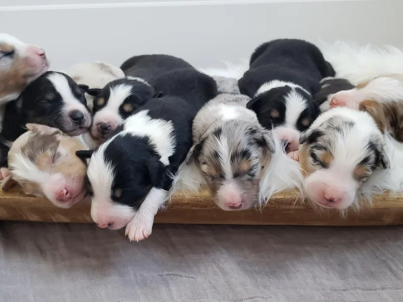 Creekside Aussies LLC