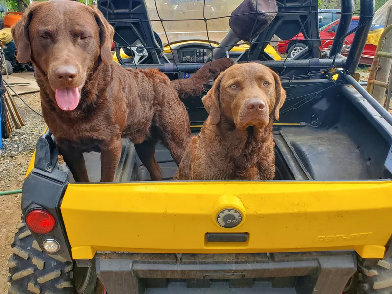 Creekside Chesapeakes