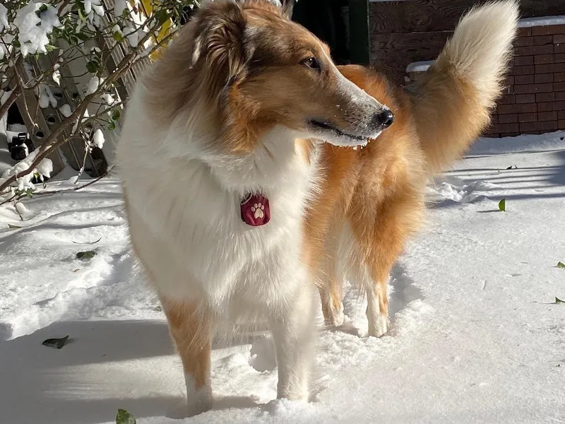 Creekside Collies photo 1