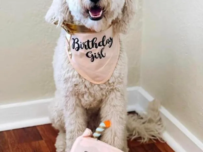 Creekside Doodles WV