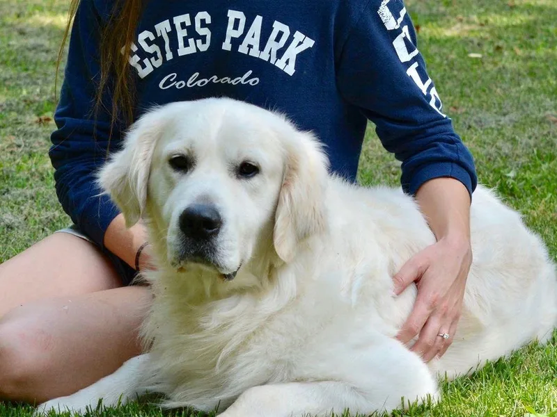 Creekside Golden Kennels