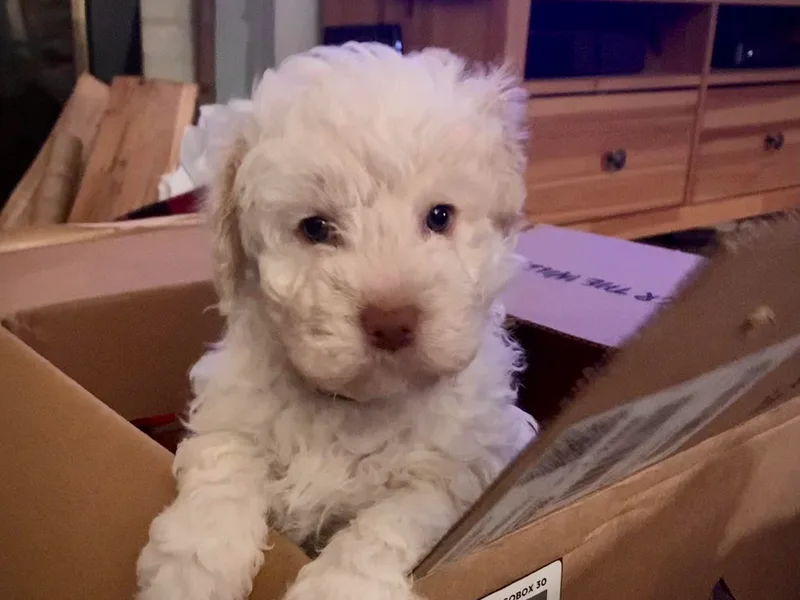 CreekSide Lagotto photo 1