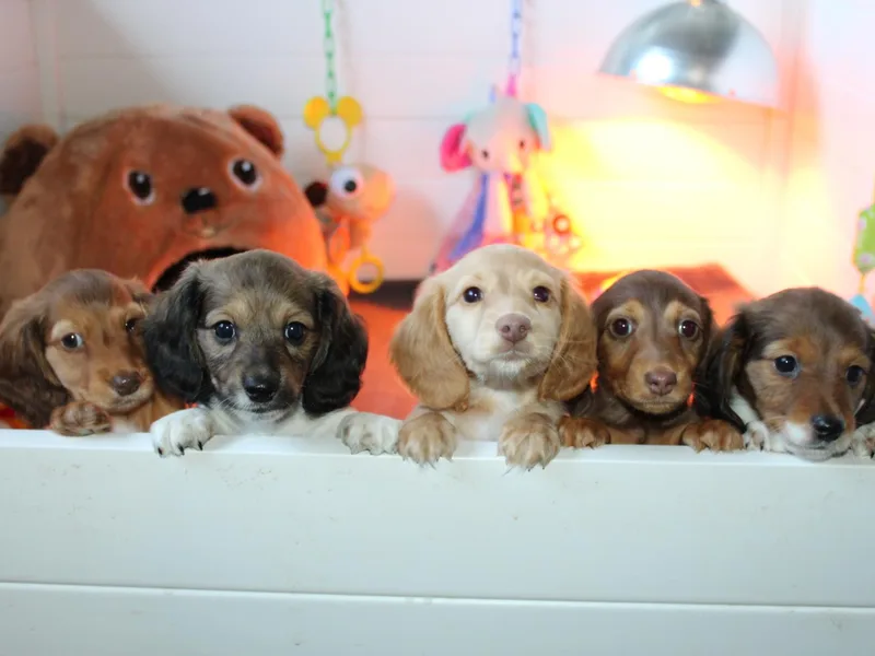 CreekSide Mini Doxies
