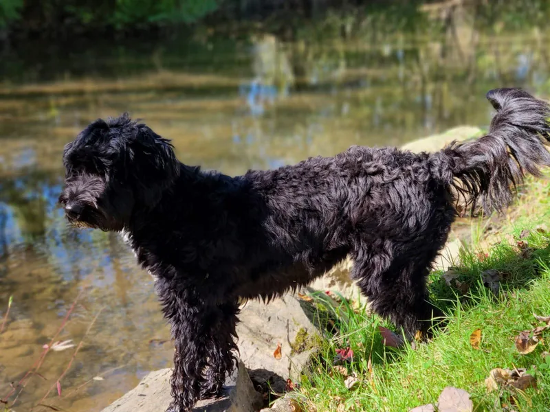 Creekside Portuguese Water Dogs