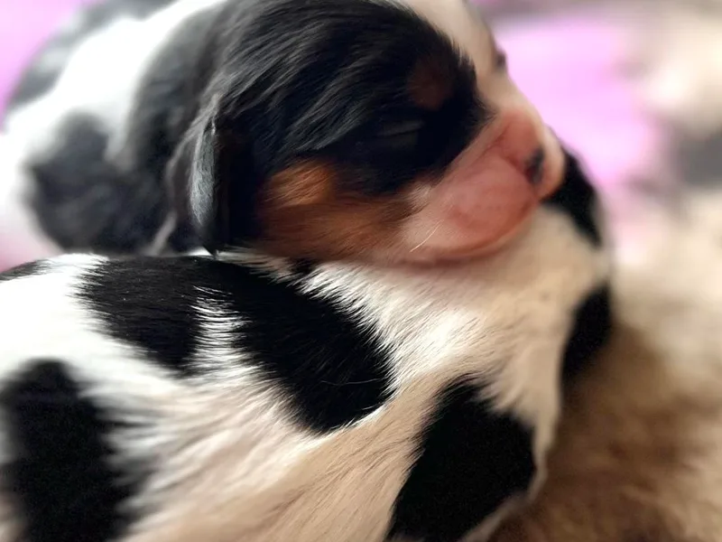 CreekSong Farm Cavaliers