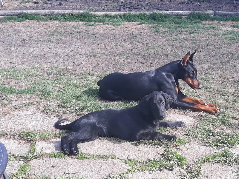 Creekwood Kennel