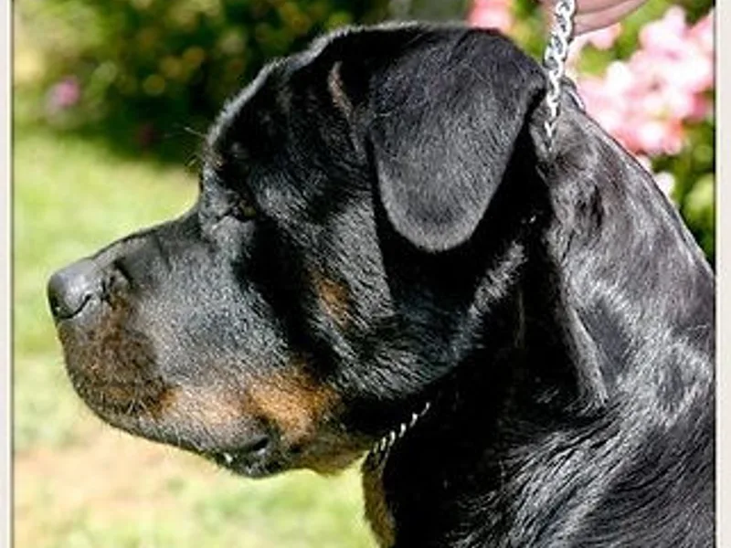 Creelkennel Rottweiler's